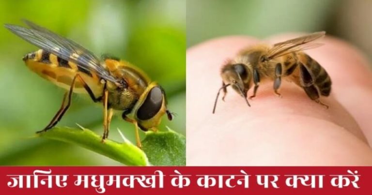 मधुमक्खी के काटने पर घरेलू उपचार कैसे करें? जानिए 5 आसान तरीकें जिनसे घर पर ही कर सकते हैं इलाज