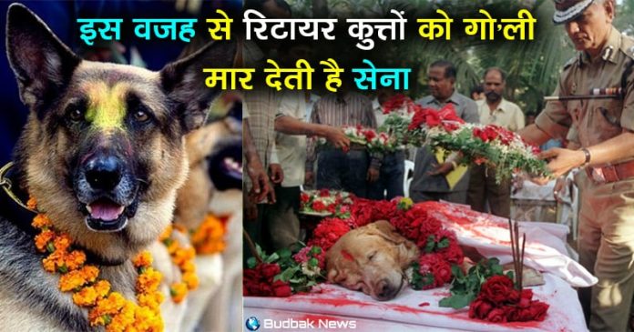 What Happens To Army Dogs After Retirement 696x365