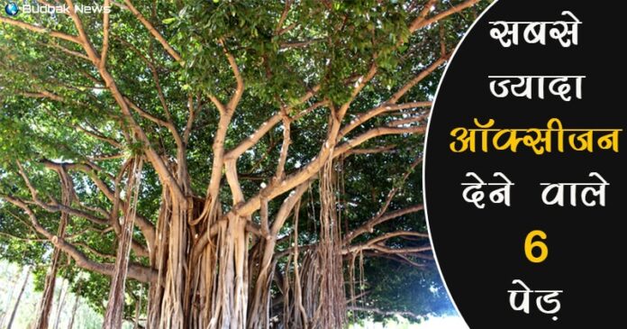 Six Trees Generate Most Oxygen 696x365