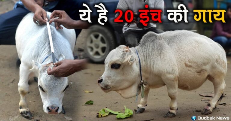 ये है दुनिया की सबसे छोटी गाय रानी, जिसे देखने के लिए उमड़ रही है भीड़