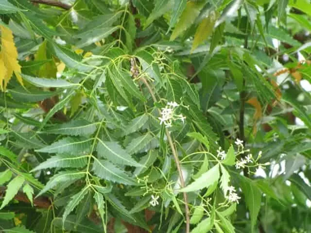 neem-trees-and-flowers
