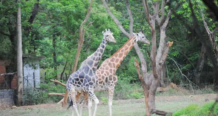 Arignar Anna Zoological Park Chennai