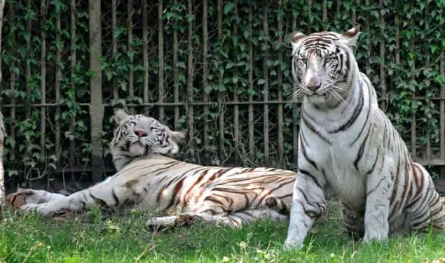 National Zoological Park Delhi