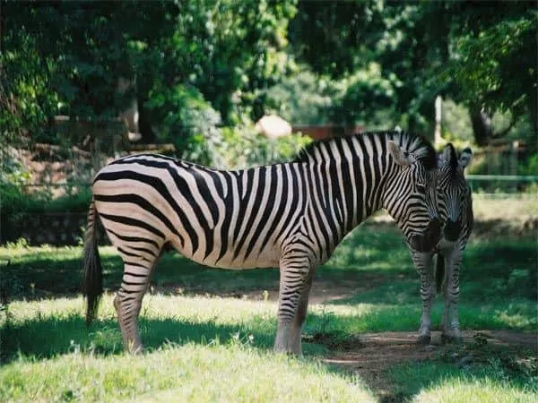 Zoological Garden Alipore Kolkata
