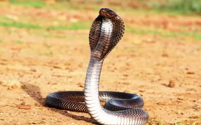 Indian Cobra