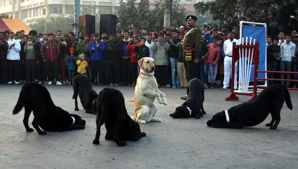Indian-army-dogs