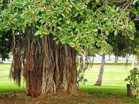 Banyan Tree