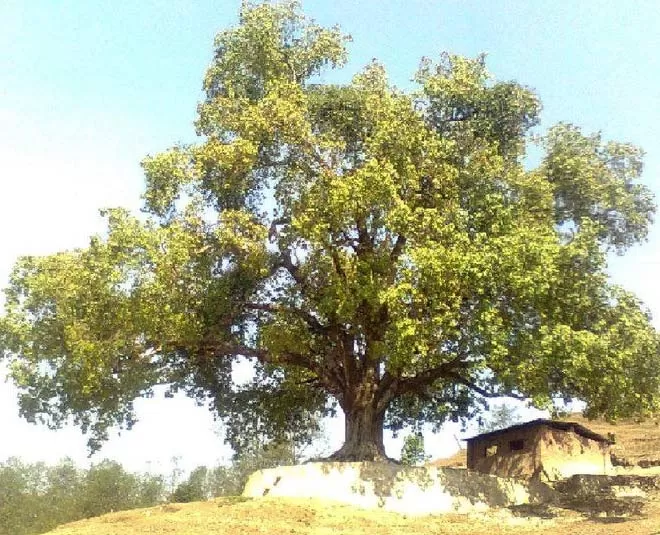Peepal Tree In Hinduism
