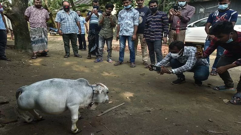 Bangladesh Dwarf Cow 1