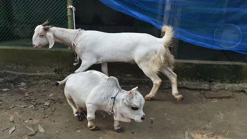 Bangladesh Dwarf Cow 3