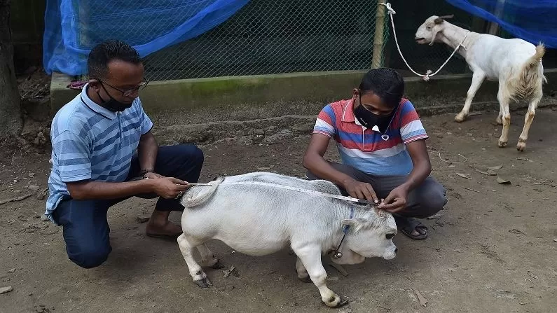 Bangladesh Dwarf Cow 5